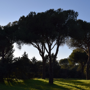 Ciudadanos registra una propuesta para proteger los espacios verdes en Las Rozas Ciudadanos registra una propuesta para proteger los espacios verdes en Las Rozas